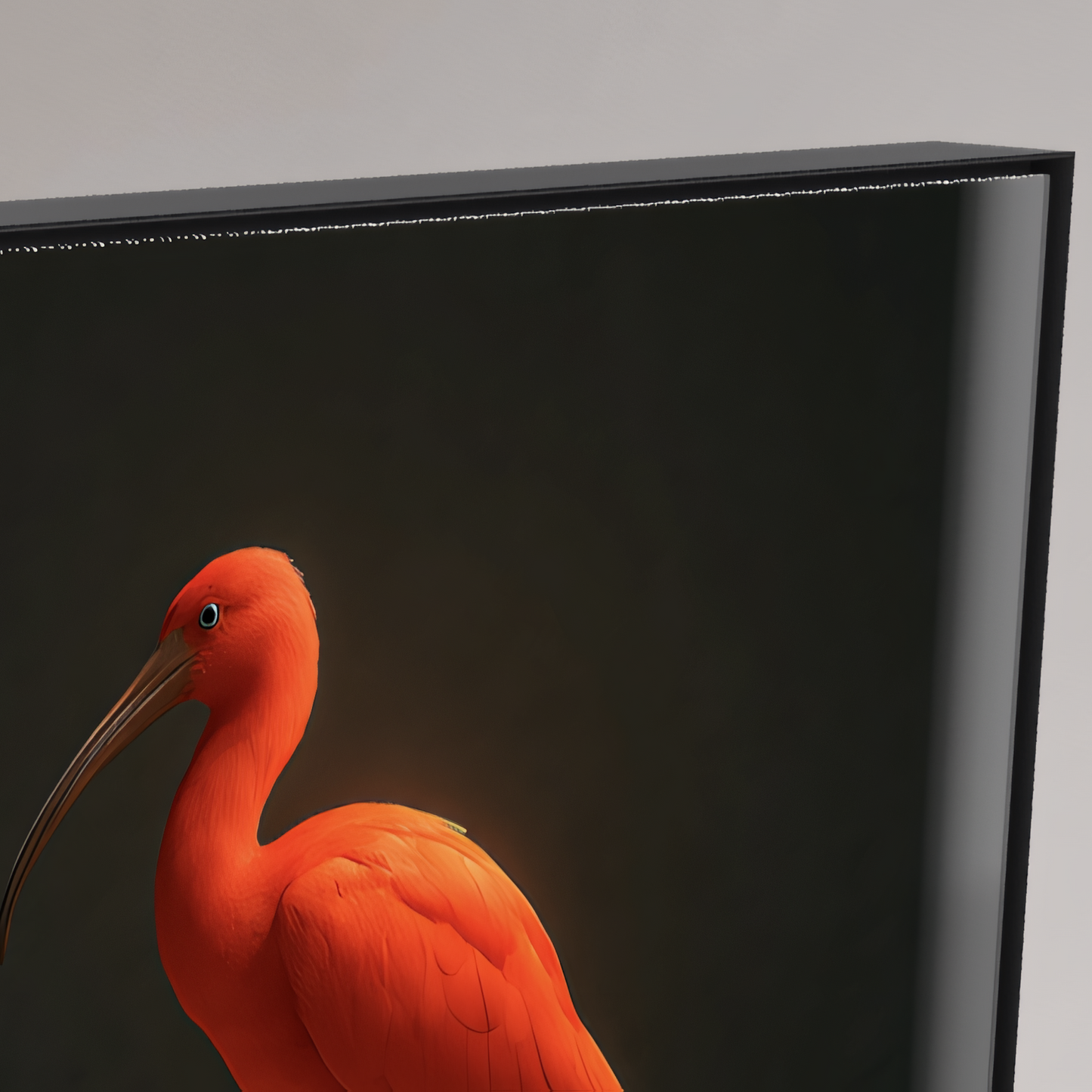 Rotes Erbe – Der Ibis von Trinidad und Tobago